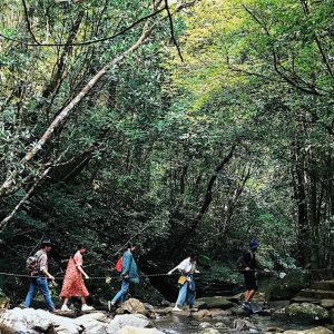 Hoi An to Bach Ma National Park Limousine - Vietnam Limousine